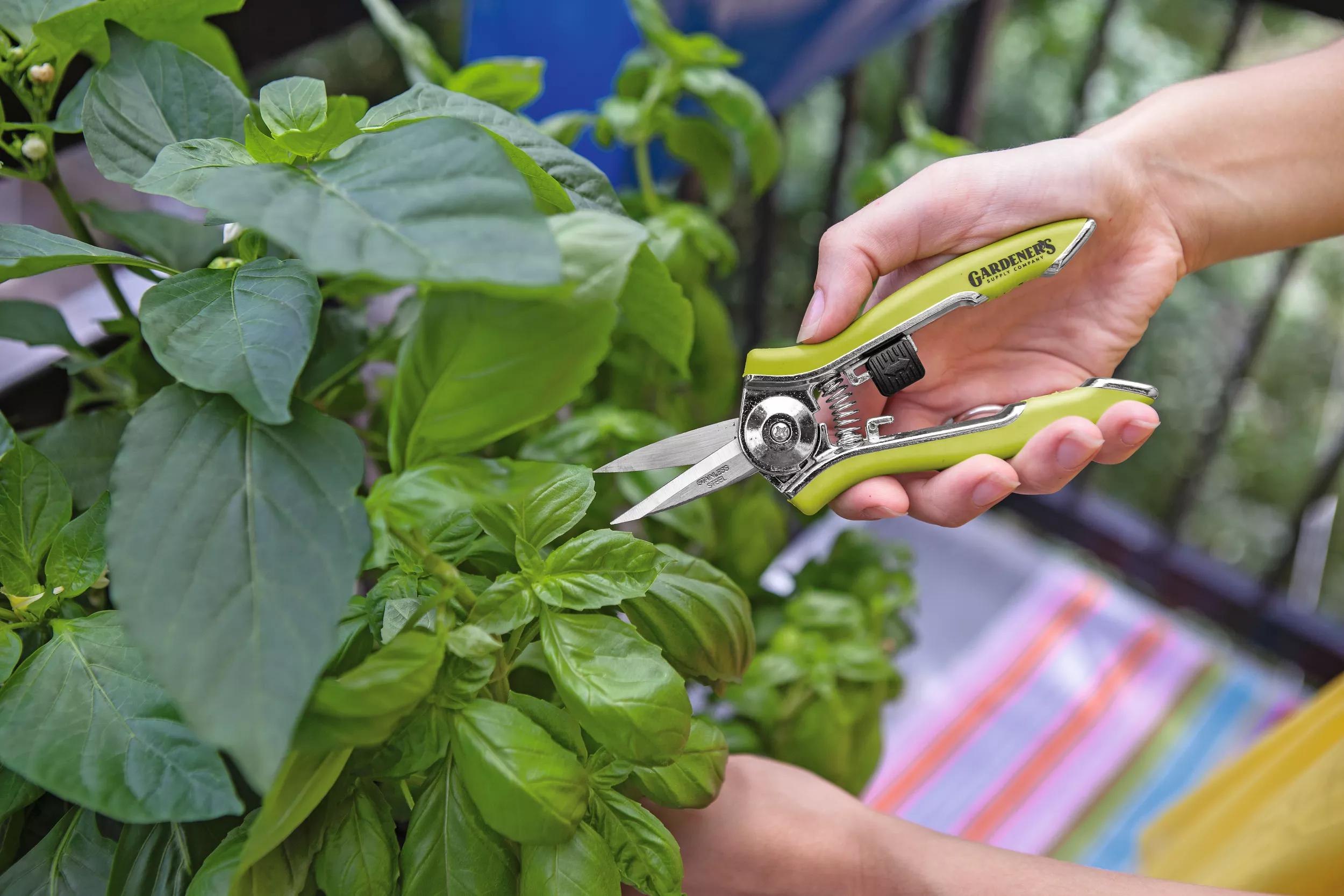 Cisaille de jardin orange de poche, précision, avec lame verrouillable