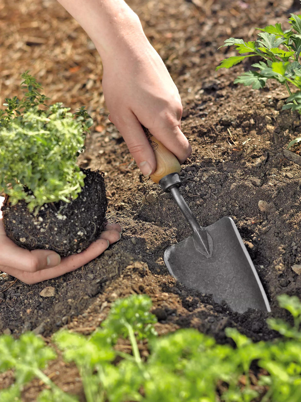 Transplantoir de jardin en acier à haute teneur en carbone forgé à la main avec manche en bois dur