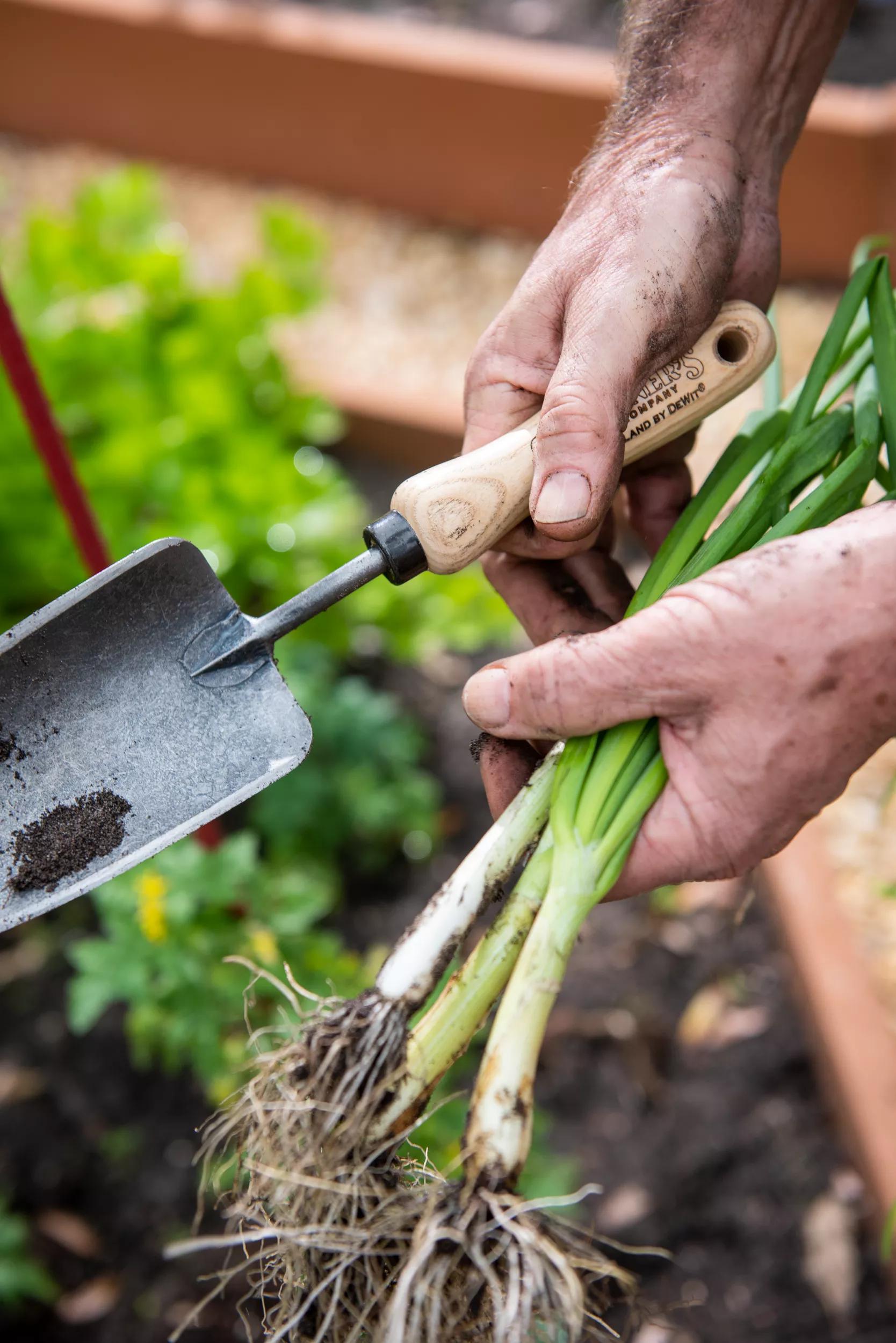 Transplantoir de jardin en acier à haute teneur en carbone forgé à la main avec manche en bois dur