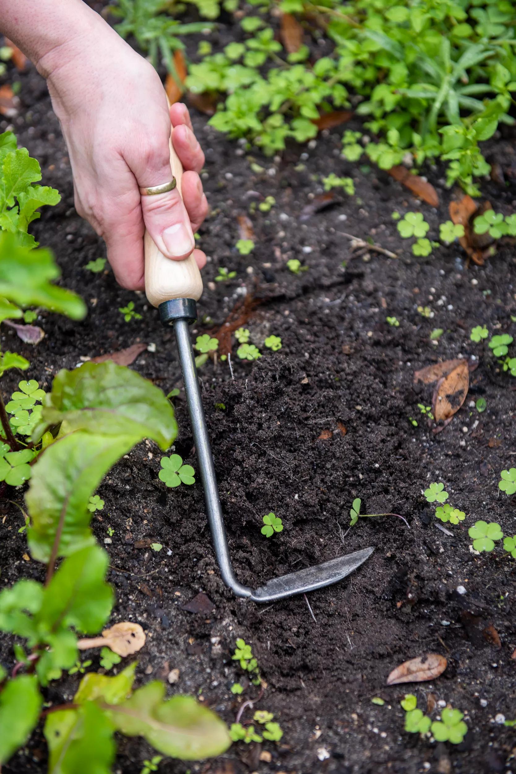 Désherbeur Cape Cod droitier en acier forgé pour le jardin