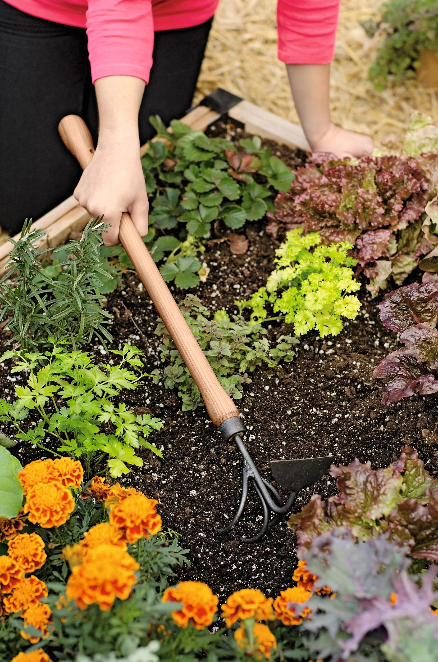 Binette-cultivateur 2-en-1 surélevé avec manche en bois