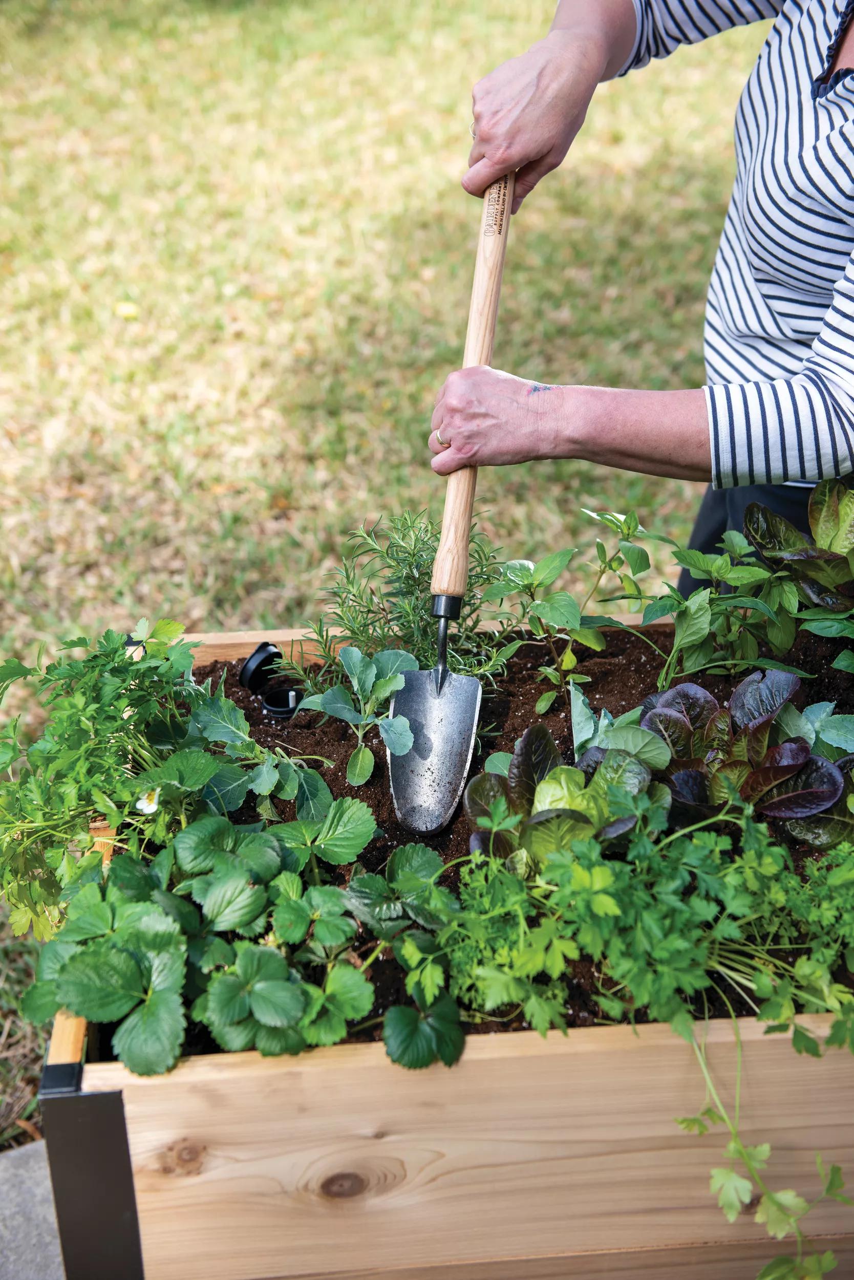 Transplantoir pour Carré Potager avec Long Manche en Bois pour Jardiniers Passionnés