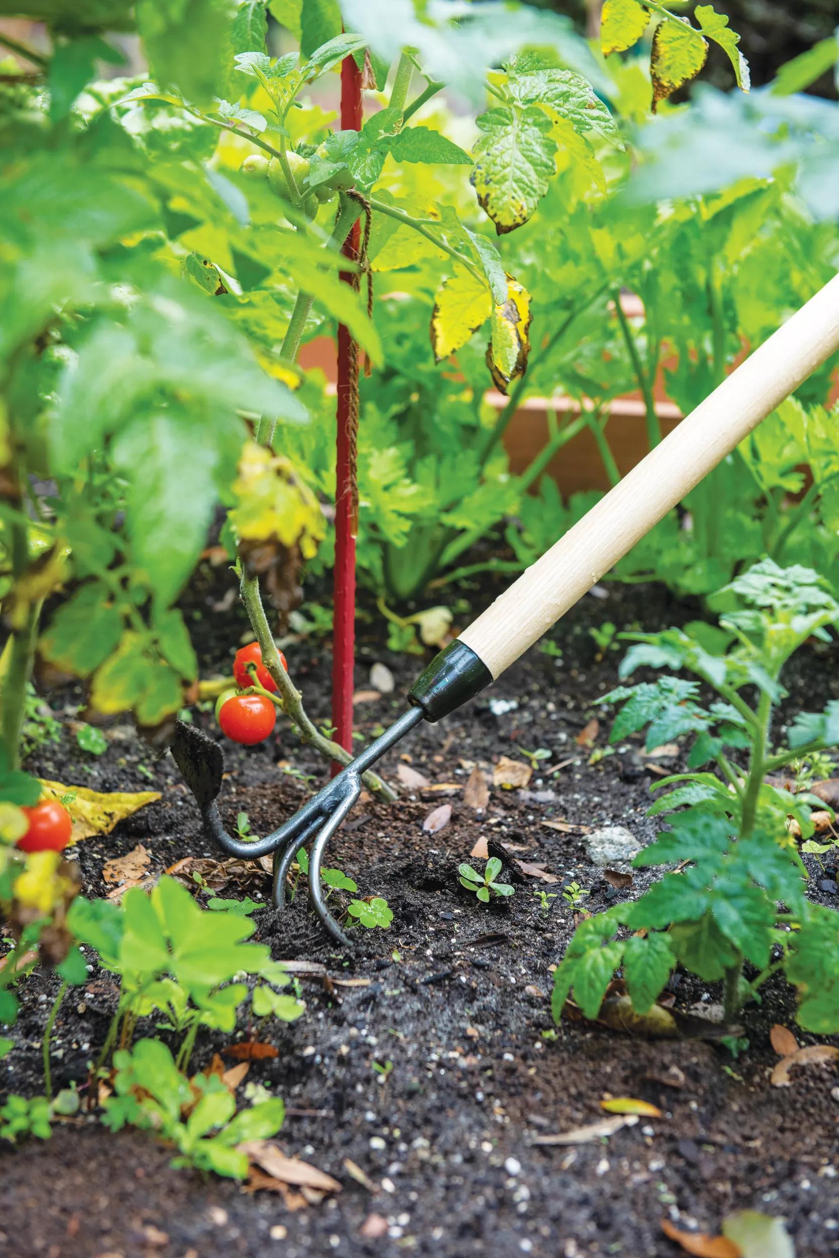 Outil de jardin cultivateur et binette double à long manche avec manche en bois dur