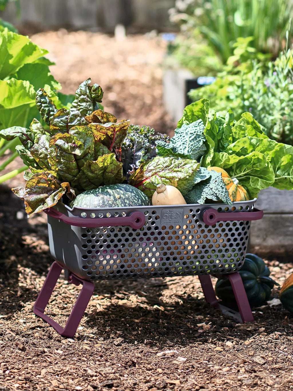 Panier de récolte de jardin avec pieds pliables, design perforé, plusieurs couleurs