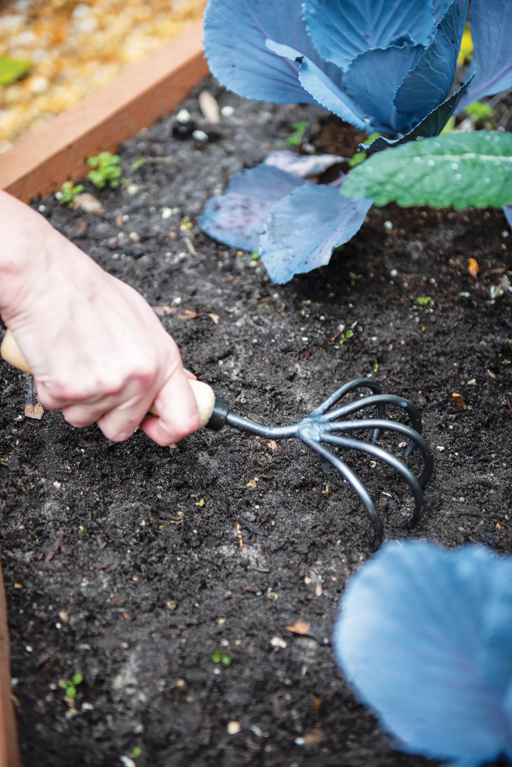 Cultivateur à main 5 dents avec manche court en frêne, dents en acier