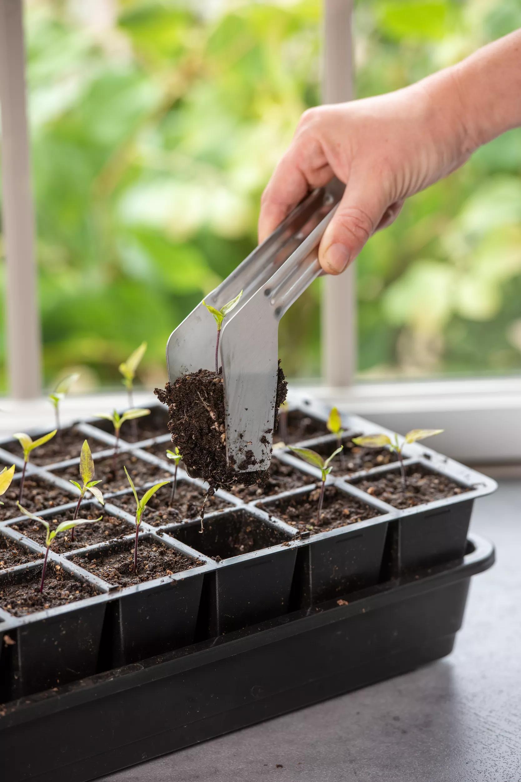 Pince à repiquer les semis pour plaques de semis, en acier inoxydable