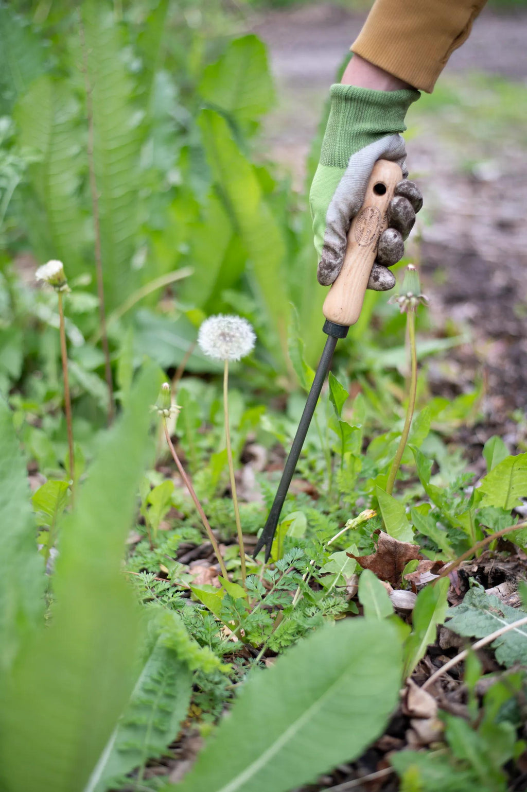 Désherbeur en acier forgé main avec manche en bois dur Outil de jardin