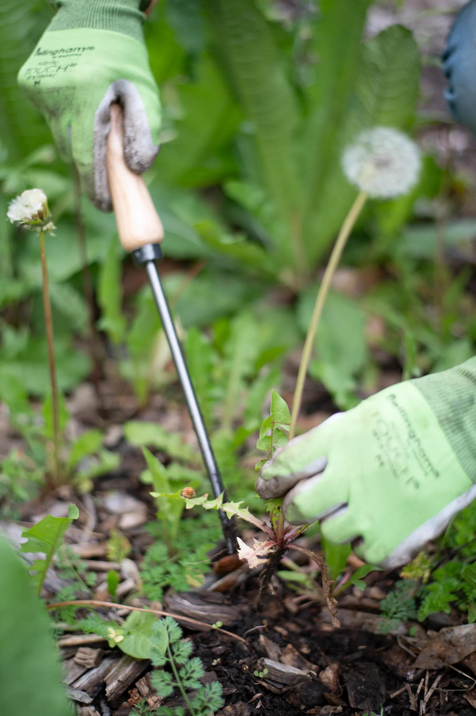 Désherbeur en acier forgé main avec manche en bois dur Outil de jardin