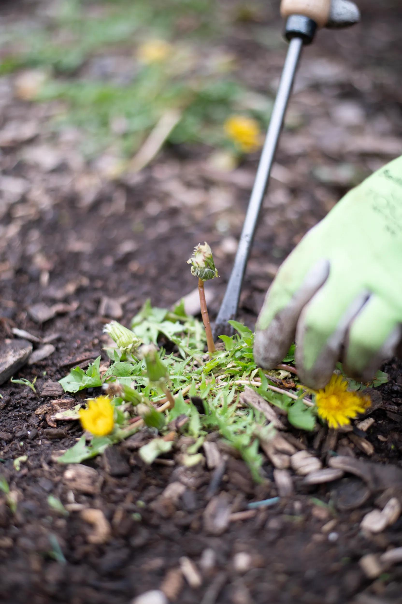 Désherbeur en acier forgé main avec manche en bois dur Outil de jardin