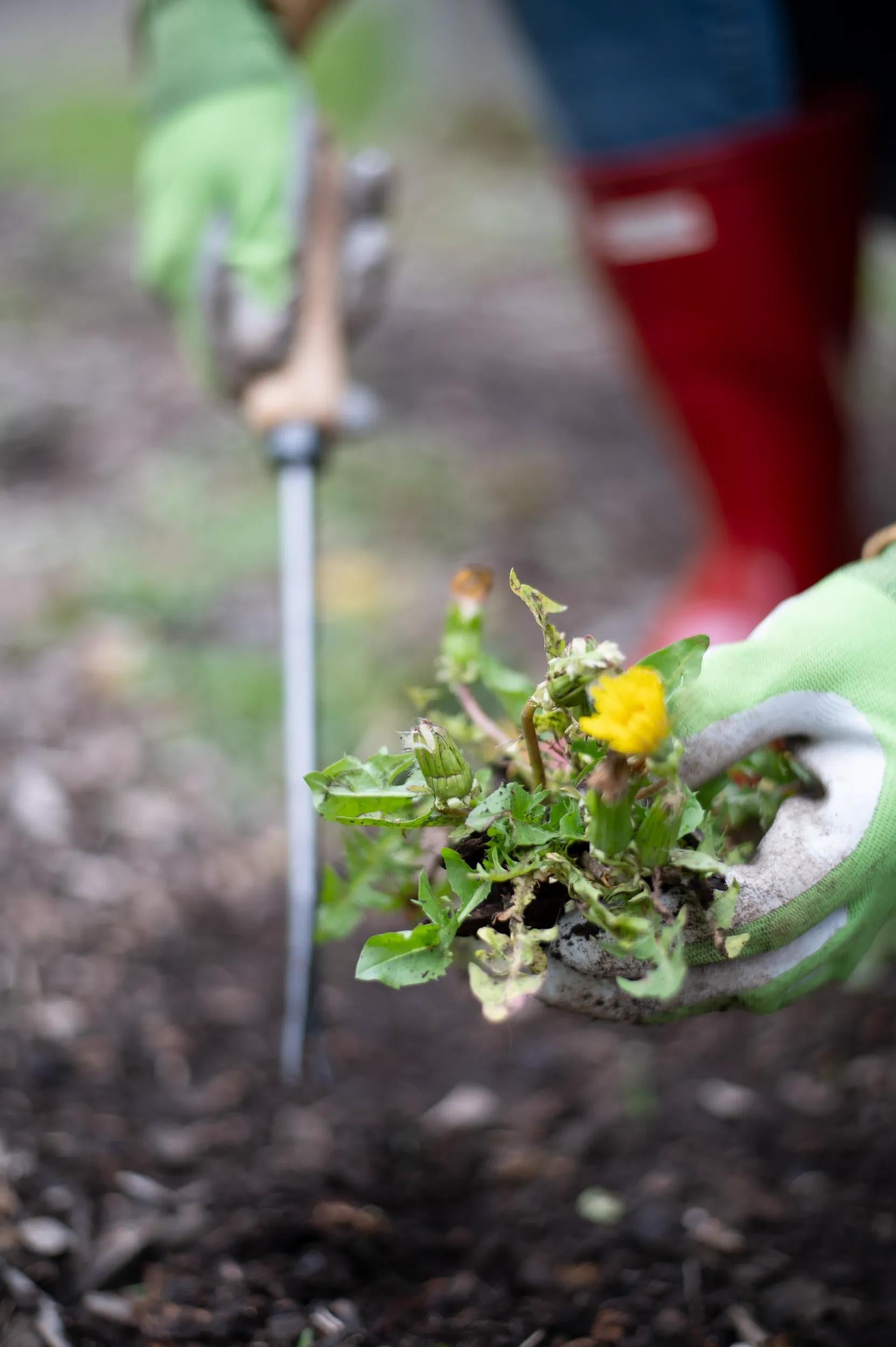 Désherbeur en acier forgé main avec manche en bois dur Outil de jardin
