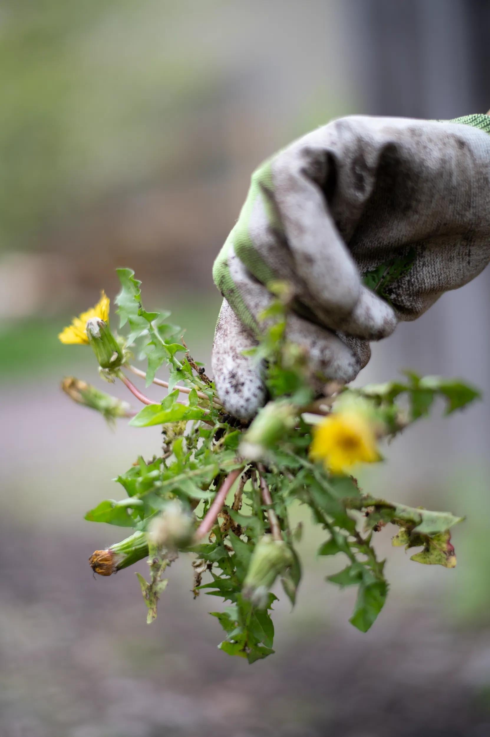 Désherbeur en acier forgé main avec manche en bois dur Outil de jardin
